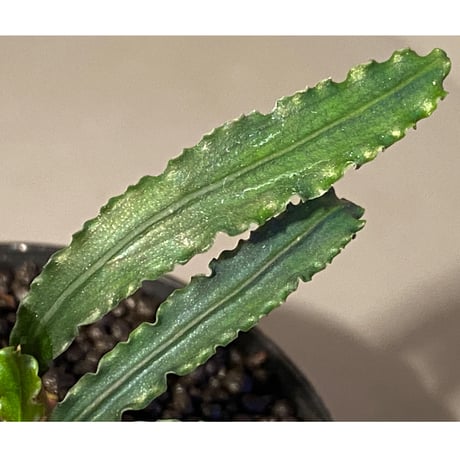 (大株) Bucephalandra sp. from "Mangat" [MF0417-2A]