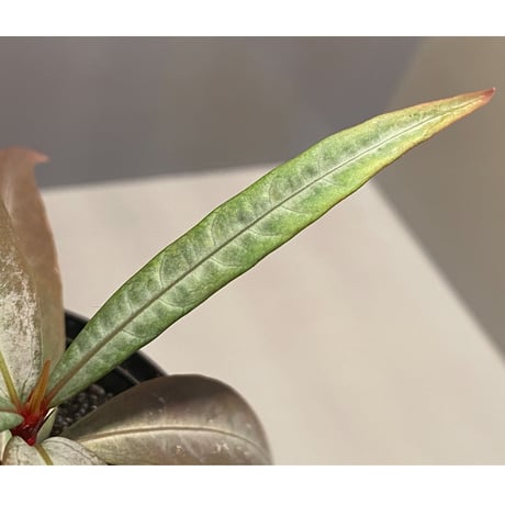 Labisia sp. from "Lebong" Bengkulu [TB]