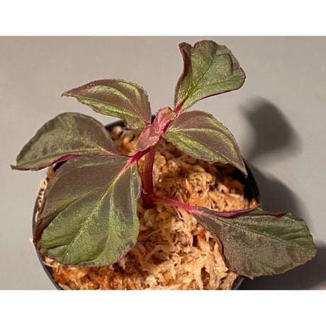 Melastoma sp. from Sibolga