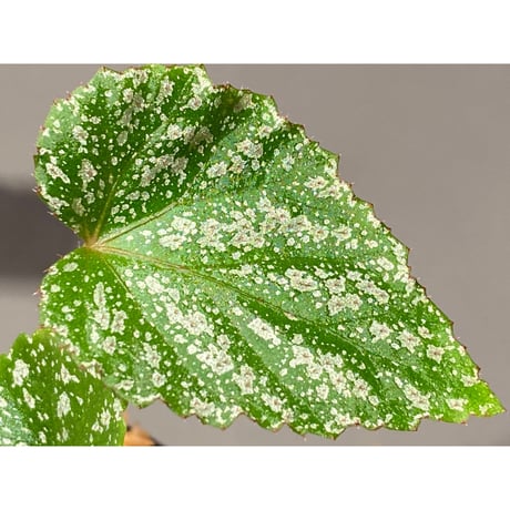 Begonia sp. from Na Hang [YH1118] TK