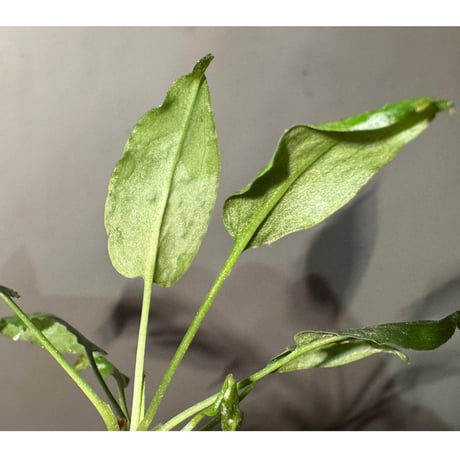 Cryptocoryne nurii "Lga-1" Pulau Lingga [HW0622-06]