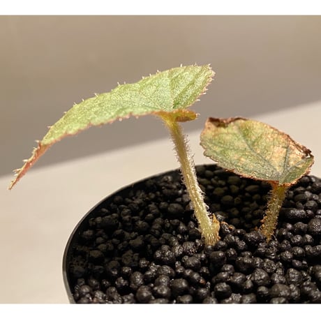 Begonia sp. from Tuyen Quang [YH1117] TK