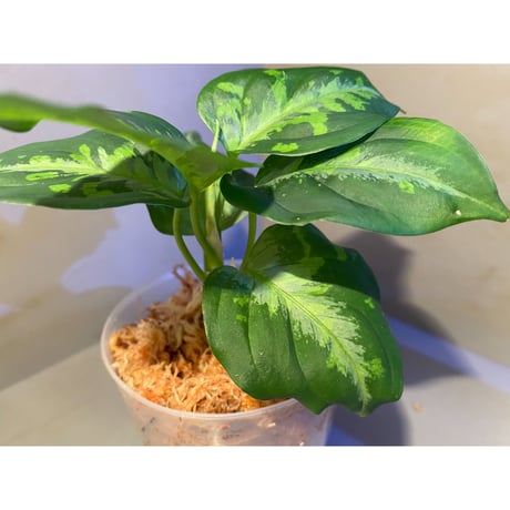 Aglaonema pictum"法皇緑"from Sumatera Barat [AZ0512-X]