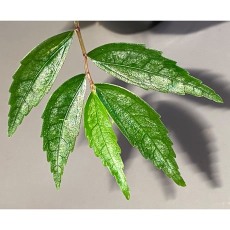 Elatostema sp. from Quezon, Luzon, Philippines