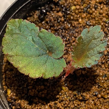 Begonia sp. from Bac Kan [YH1117] TK