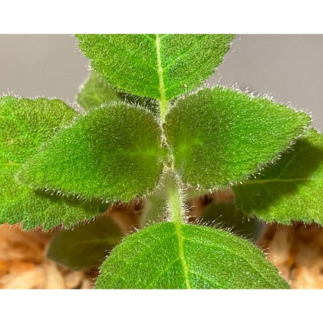 Kohleria inaequalis from Ecuador