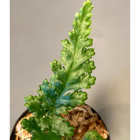 Bolbitis sp. from Siberut [LA]