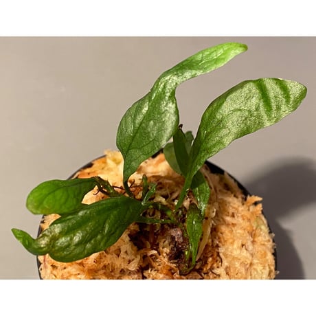 Micrmsorium sp. from Laos②