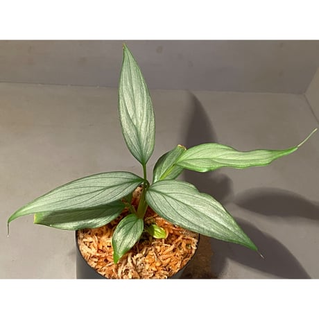 Homalomena sp. White leaf from "Pendang" Kal tengah [TB]