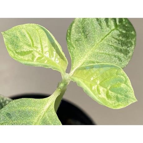Gesneria sp. from "Kayu lapis" [TB]