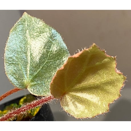 Begonia sp. f1 from Sumatera [NT ORCHID]