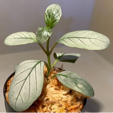 Acanthaceae gen. from Laos [LA]