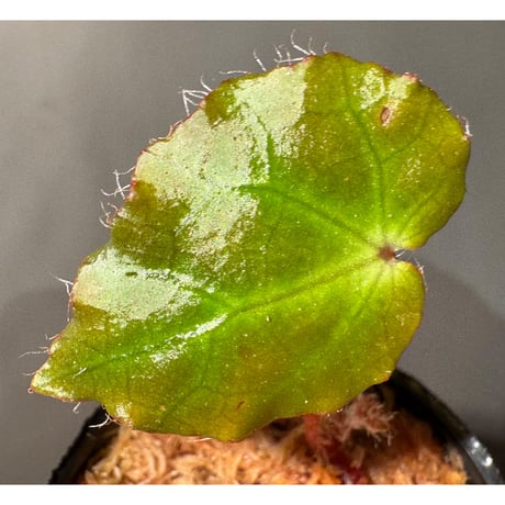 Begonia cf. ferox from Cao Bang [YH040519BK] TK