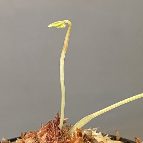 Dioscorea sp. from Chiang Mai [TK290518-1]