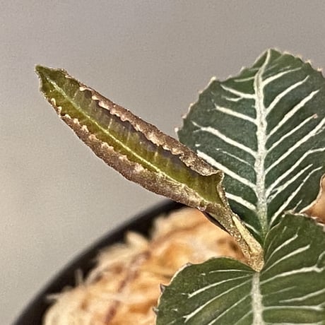 Ardisia sp. from Perlis Malaysia