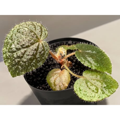 Begonia variegata from Viet Nam