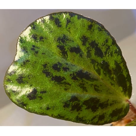 Begonia blancii