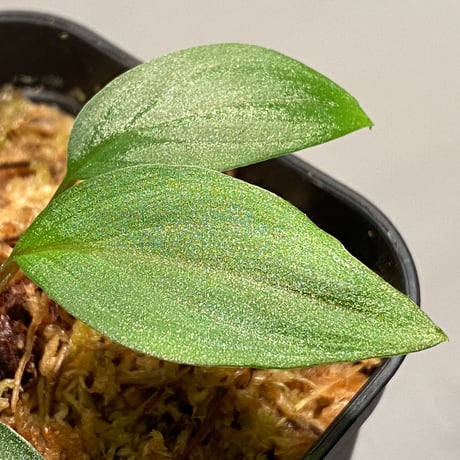 Homalomena sp. from West Kalimantan