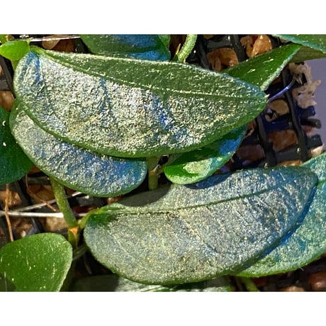 Ficus sp. from Mt. Besar
