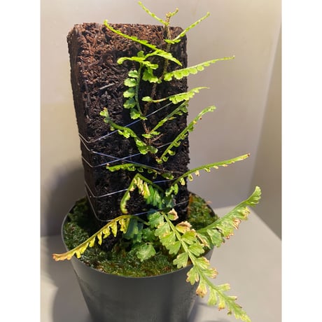 Teratophyllum aculeatum from Nanga pinoh [TB]