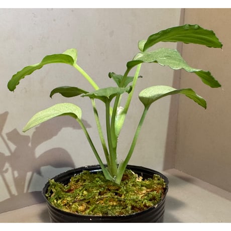 Homalomena sp. "Silver Bullet GG" from P.Linga [AZ0917-1]