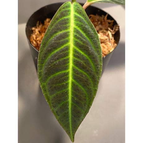 Labisia sp.  "Padang sidempuan"  Sumatera utara [TB]
