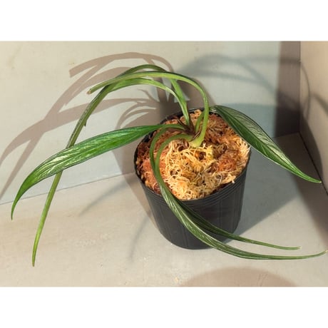 Josefia intricata (旧Aridarum perisai) from Central Kalimantan