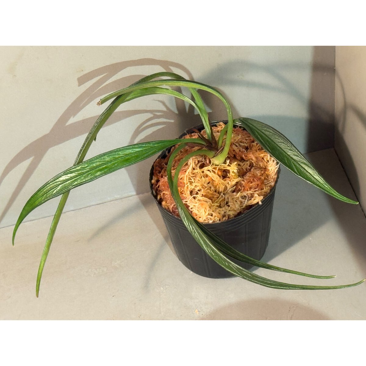 く*お様 aridarum perisai く*お様 aridarum perisai Josefia intricata (旧Aridarum