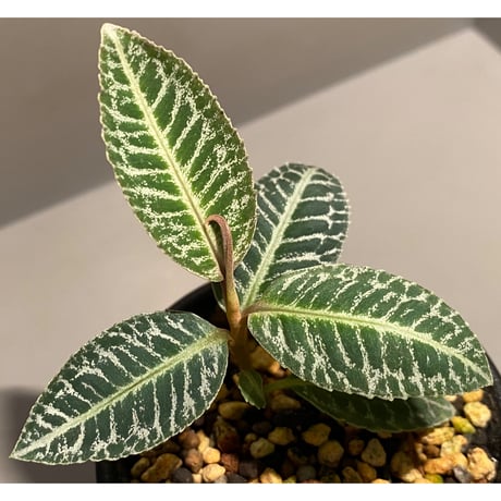 Ardisia sp. from Sumatera barat [TB]