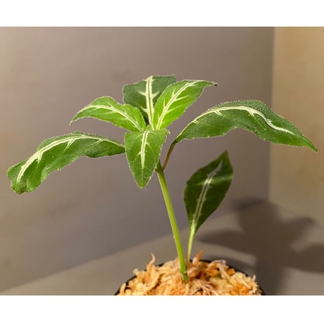 Ruellia devosiana from Brazil