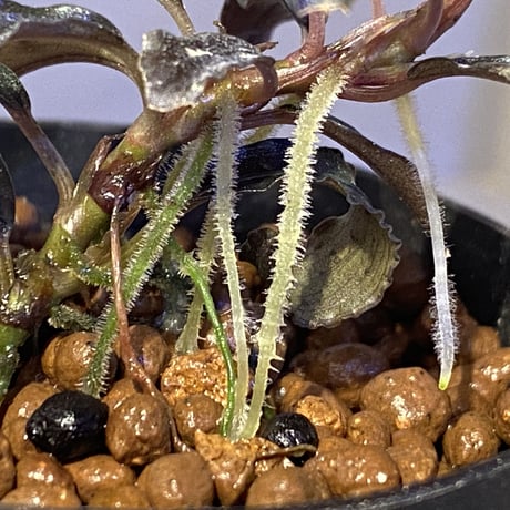 Bucephalandra sp. "Godzilla"