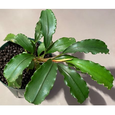 (大株) Bucephalandra sp. from Sintang