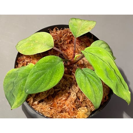 Homalomena sp. from Ranau [TK210217]