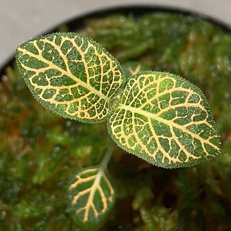 Argostemma neurocalyx from Riau sumatera [LA0815-02]