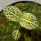 Argostemma neurocalyx from Riau sumatera [LA0815-02]