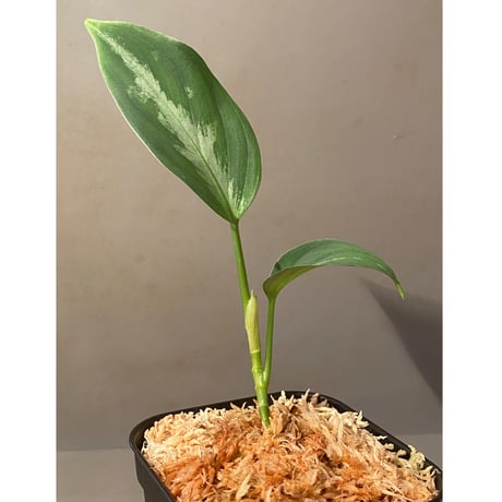 Aglaonema pictum 4color "炎月" from Tigalingga [HW0818-XG]