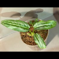 Aglaonema pictum 
