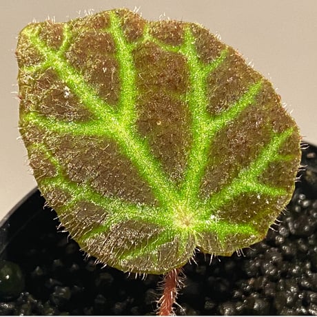 Begonia sp . from Sumpur [TK031117]