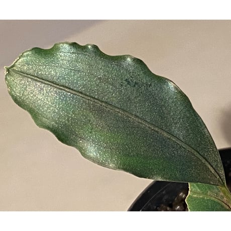 Bucephalandra sp. "Giant Sanggau"