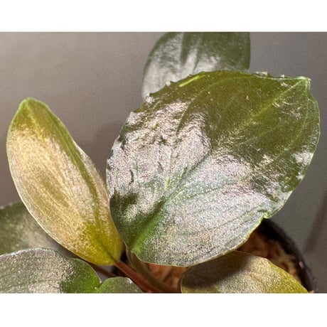 Homalomena sp. "Black Sapphire" from Kepulauan riau