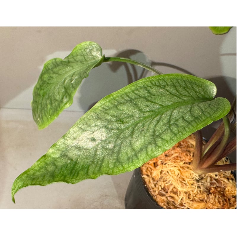 大株) Cryptocoryne joshanii from Basilan island