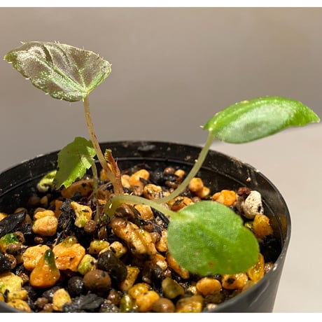 Begonia burkilli from Republic of India
