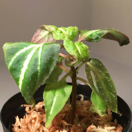 Sonerila sp. from Jambi Sumatera
