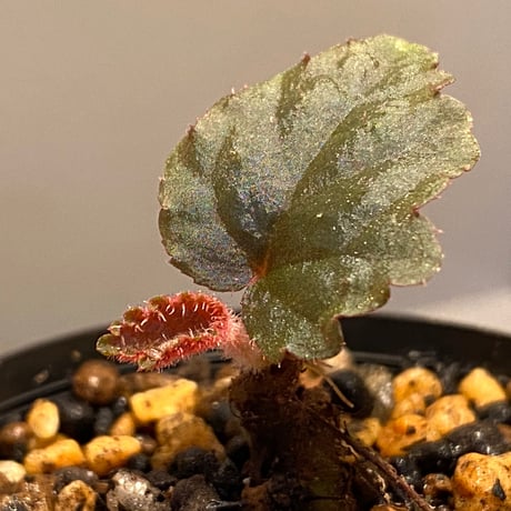 Begonia sp. from Tuyen Quang [YH1117] TK