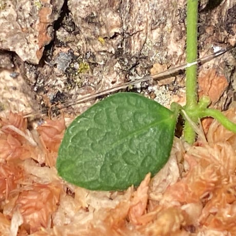 Hoya sp. from Timika Central Papua 伊藤蟻植物農園