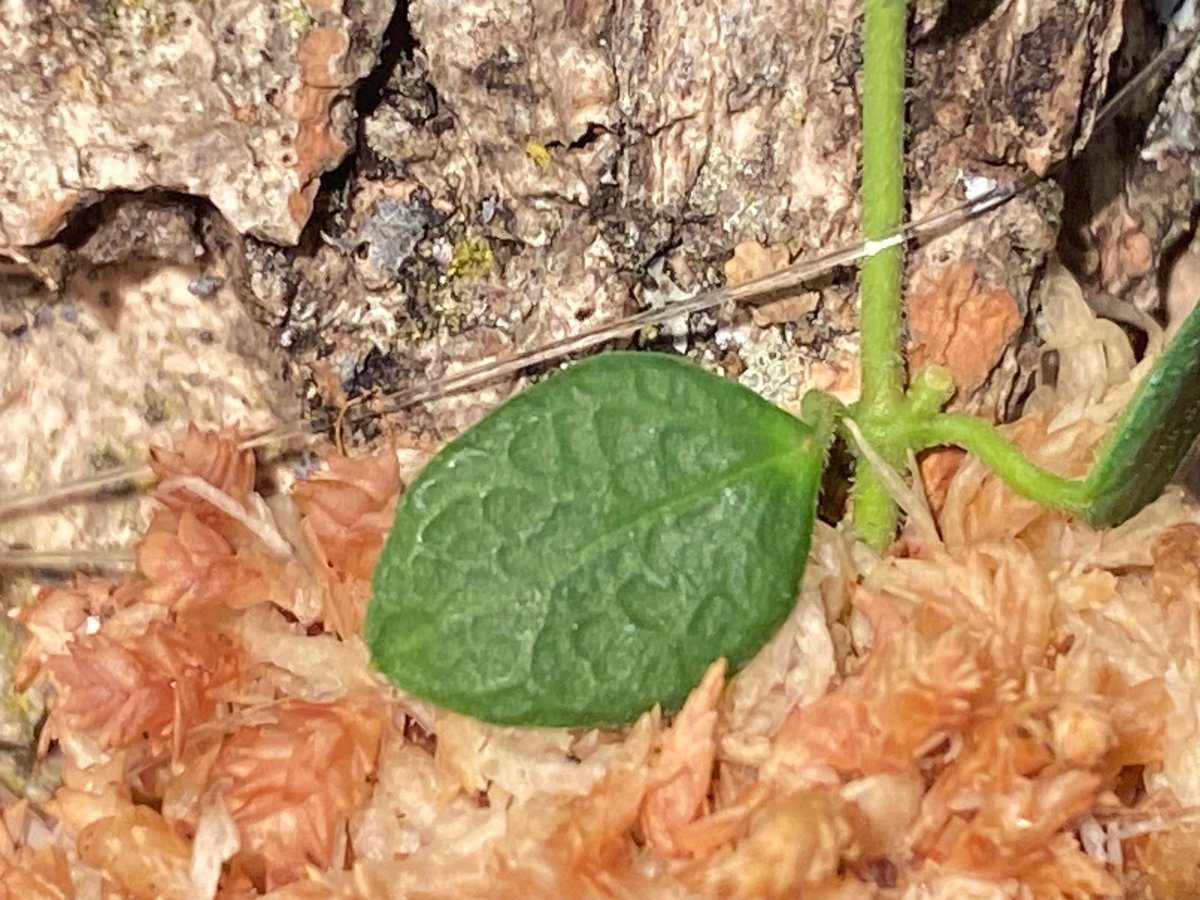 Hoya sp. from Timika Central Papua 伊藤蟻植物農園 | M・