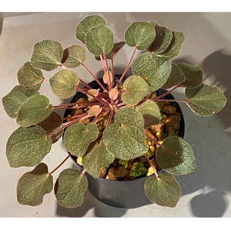 Sonerila dongnathamensis [LA]