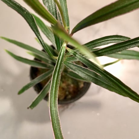 Ardisia sp. from Kapuas Hulu  Kalimantan barat