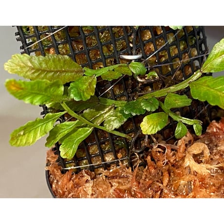 Teratophyllum ludens from Selangor Malaysia