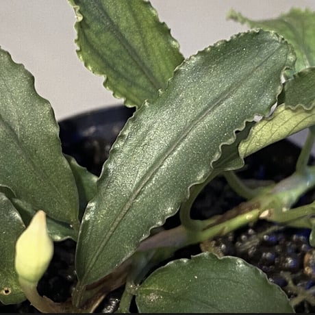 Bucephalandra sp. from "Pakak 3" [MF0417-5A]